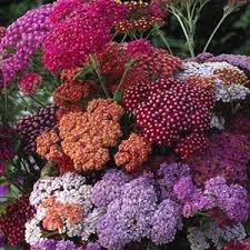 Pin On Permaculture Must Have Plants