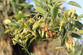 Image result for Aeschynomene glauca