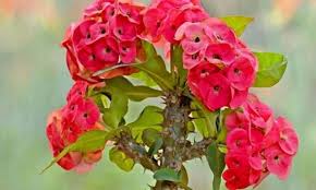 Maybe you would like to learn more about one of these? 10 The Most Beautiful Flowering Succulents Species