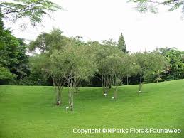 Image result for Lawsonia inermis