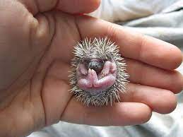 Baby Hedgehog Baby Hedgehog Cute Animals Cute Animal Pictures