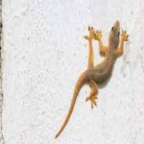 Lizard Pest Control product image