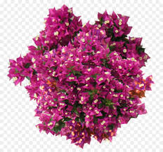 Flowering Plant Shrub Bougainvillea Flowering Plant Vegetation Plantas Verdes Plantas Arquitectura Plantas