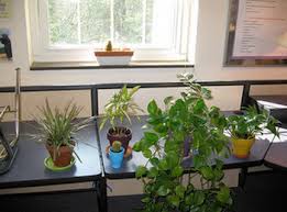 They prefer full sun, but will grow in partial shade, and these flowers prefer full sun to maximize blooms, and they flower from spring to fall almost nonstop. Plant Activities For Kindergarten Study Com