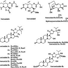 Image result for Vernonia kirungae