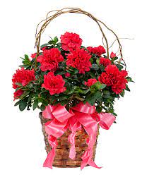 Graceful Azalea Flower Arrangement Flower Delivery Azalea Flower Beautiful Bouquet Of Flowers