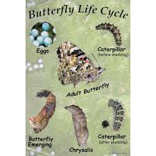 Painted Lady Butterfly Life Cycle Chart