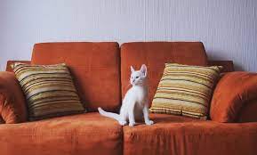 Cada 20 de febrero se festeja el día internacional del gato. Dia Del Gato En Mexico 2019 Por Que Lo Celebramos El 8 De Agosto