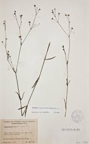 Image result for Cordylostigma longifolium