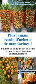 Plus Jamais Besoin D Acheter De Mandarines Plantez Les Dans Un Pot De Fleurs Pour En Avoir Un Stock Illimite Pot De Fleurs Jardin Fruitier Jardinage