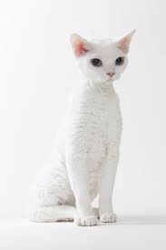 After bacon and grease have been removed, i throw in a handful of my dog's kibble to soak up the tiny bit of grease that remains in the pan… probably less than a teaspoon. How To Groom A Devon Rex Cat Click The Picture To Read Devon Rex Cats Rex Cat Cats