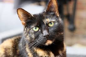 Every color that you see today is a genetic mix of these two colors. Mews Is Coat Colour Linked To Aggression In Cats Katzenworld