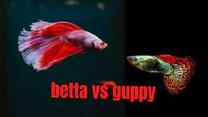 Other fish, such as betta fish, most tropical fish, and angelfish are rather hard to breed, because they are aggressive and will eat their own young. Betta Fish Vs Guppy Fish Youtube
