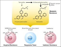 Image result for Tissue-selective Estrogen Complex