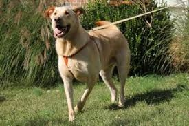 Check spelling or type a new query. View Ad Cavalier King Charles Spaniel German Shepherd Dog Mix Dog For Adoption Near Maryland Middletown Usa Adn 25635