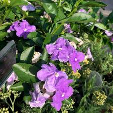 Image result for Brunfelsia pauciflora