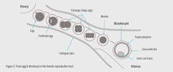 Blastocyst Culture Factsheet