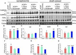 (lembaran negara republik indonesia tahun 2014 nomor 7, tambahan lembaran negara republik indonesia nomor 5495); Frontiers Sk Channel Modulates Synaptic Plasticity By Tuning Camkiia B Dynamics Frontiers In Synaptic Neuroscience