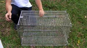 Once the drop trap is covered, the cats will generally be quiet enough for you to go grab another box trap. Diy Section Rats Mosquitoes Fly Cockroaches