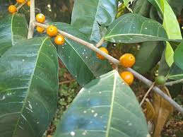 Image result for Ficus pygmaea