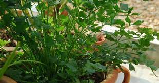 7 tips cara tanam pokok daun sup guna anak pokok elak busuk. Inilah Cara Tanam Daun Sup Dari Akar Betul Betul Menjadi Mudah Rupanya Semua Semua Semuanya