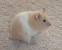 Teddy Bear Hamster