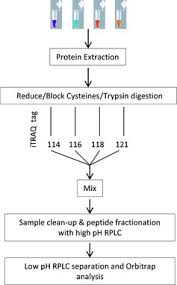 Proteomic Process Flow Chart Illustrating The Steps Involved