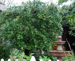 It is often referred to merely as lime. Sunshine In A Glass Catherine Sherman