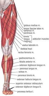 Learn about muscles anatomy lower body with free interactive flashcards. Lower Muscle Anatomy Muscle Anatomy Human Body Anatomy Leg Muscles Anatomy