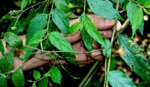 Image result for Cordia stuhlmannii