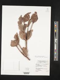 Image result for Agelanthus subulatus