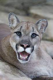 Mountain Lion Dallas Zoohoo