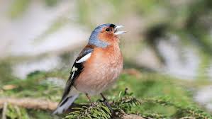Tier Quiz Was Ist Das Fur Ein Vogel Quiz Vogelarten Tiere