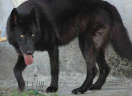 The wolamute is a cross of the alaskan malamute and the gray wolf also known as the malamute wolf mix or malawolf. Black Husky Wolf Mix With Blue Eyes Novocom Top