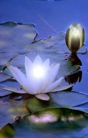 Lotus Water Lilies Water Lilly Beautiful Flowers