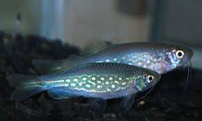 Danio Dangila Moustached Danio Danio Meghalayensis Danio Deyi Fresh Water Fish Tank Betta Aquarium Aquarium Fish