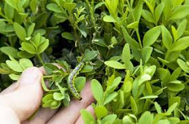 Comment reconnaître la pyrale du buis? Se Debarrasser De La Pyrale Du Buis Nos Solutions En Lutte Biologique Jardins Animes