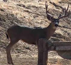 Once i tested it by myself. Deer Resistant Plants For A California Garden Of Plant Deer Usually Do Not Eat