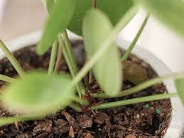 Peppermint is a natural repellent that will keep gnats away from the home and garden. How To Get Rid Of Fungus Gnats For Indoor Plants Dossier Blog