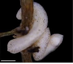 Jimmy was playing brums for them when they first started out he to young to travel (which saved his life) but no one cares about the real story. Biogeographic Atlas Of The Deep Nw Pacific Fauna