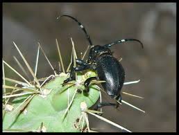 Es natural del desierto de sonoran en arizona, partes de méxico y california. Moneilema Wikipedia La Enciclopedia Libre