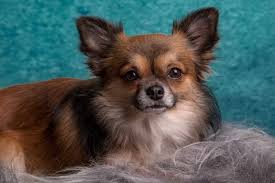 Chihuahuas can be divided into different types based on their head size and coat kind. Deer Head Chihuahua Long Hair Petsidi
