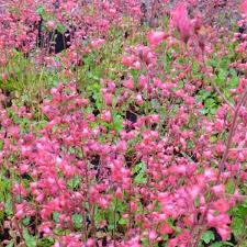 Heuchera X Brizoides Pluie De Feu Heuchera X Brizoides Pluie De Feu Plantes Vivaces Acheter Des Plantes En Ligne Matelma Com (saxifragaceae) cultivars 'pluie de feu/rain of fire'. heuchera x brizoides pluie de feu heuchera x brizoides pluie de feu
