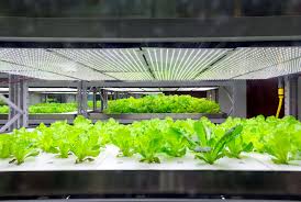 Leds offer more than just improved efficiency and cooler temperatures. Led Grow Light Grow Tent Hydroponic Grow Light Ledgrowshop