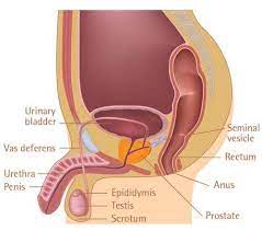 Di dalam wanita, penyakit ini lebih kerap berlaku disebabkan struktur khas sistem genitouriner. Atasi Masalah Kencing Kotor Vitaminsoho Com