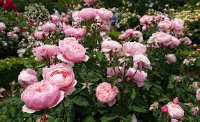 ジ アレン ウィック ローズ