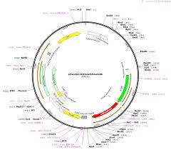 Addgene: pFlare9A-CD45i4e5i5mutCBS