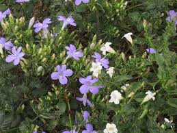 Image result for Barleria obtusa