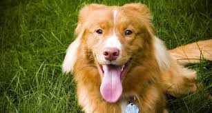Order online or call now! Weed Killers May Go From Plant To Pooch Science News For Students