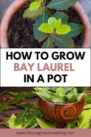 Image result for bay leaf bush foto
